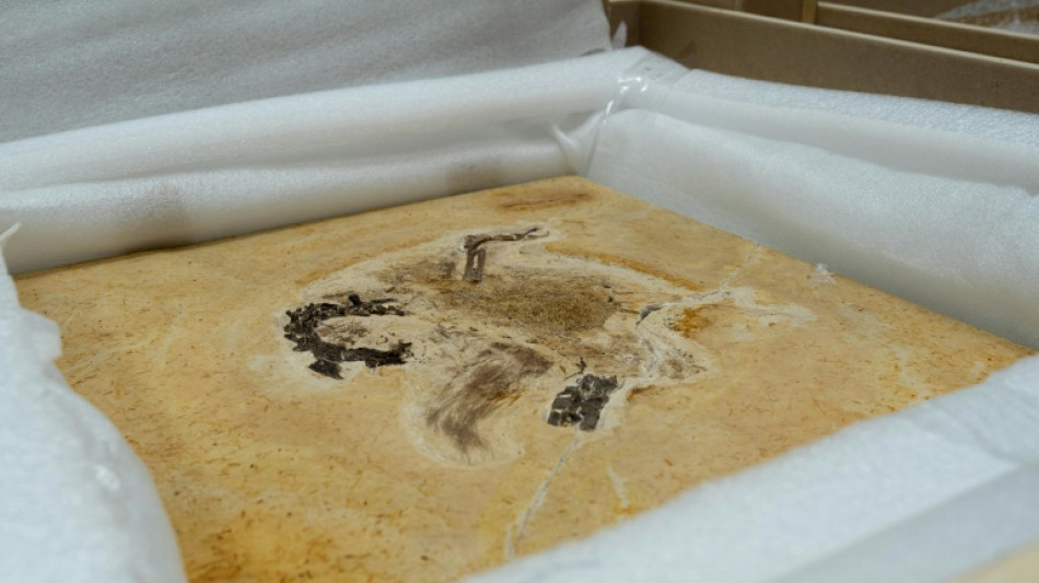 L'Allemagne restitue au Br&eacute;sil un rare fossile de dinosaure