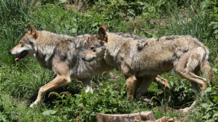 Le nombre de loups en France estimé à 1.003 en 2023, en baisse de 9%