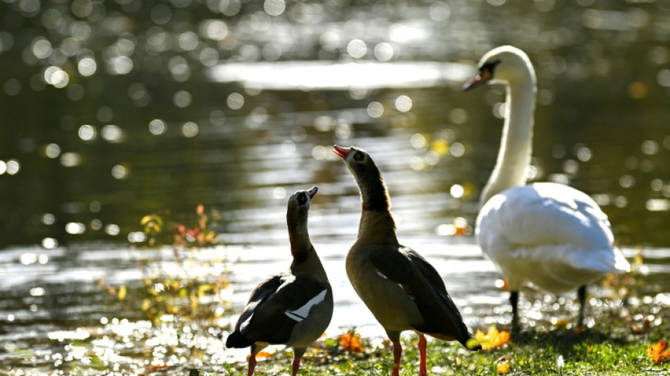 T&ouml;dliche Armbrustattacken auf Wasserv&ouml;gel an Mosel: Ermittlungen gegen 42-J&auml;hrigen