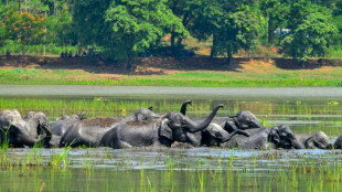 Inde: la population des &eacute;l&eacute;phants s'est r&eacute;tr&eacute;cie d'un quart en huit ans