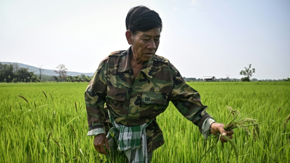 Thai farmers pin hopes on microbes to end annual burning crisis