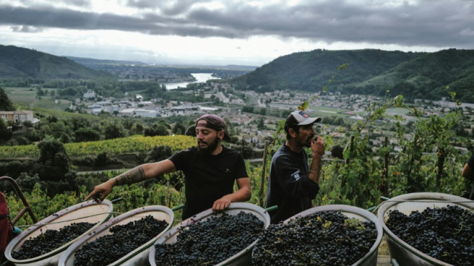 Sur des coteaux pentus d'Ard&egrave;che, les "vendanges de l'extr&ecirc;me"