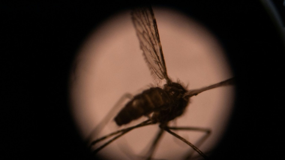 A humanidade deveria erradicar os mosquitos?