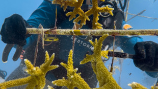 Cient&iacute;ficos de Florida buscan corales resistentes al calor ante el cambio clim&aacute;tico