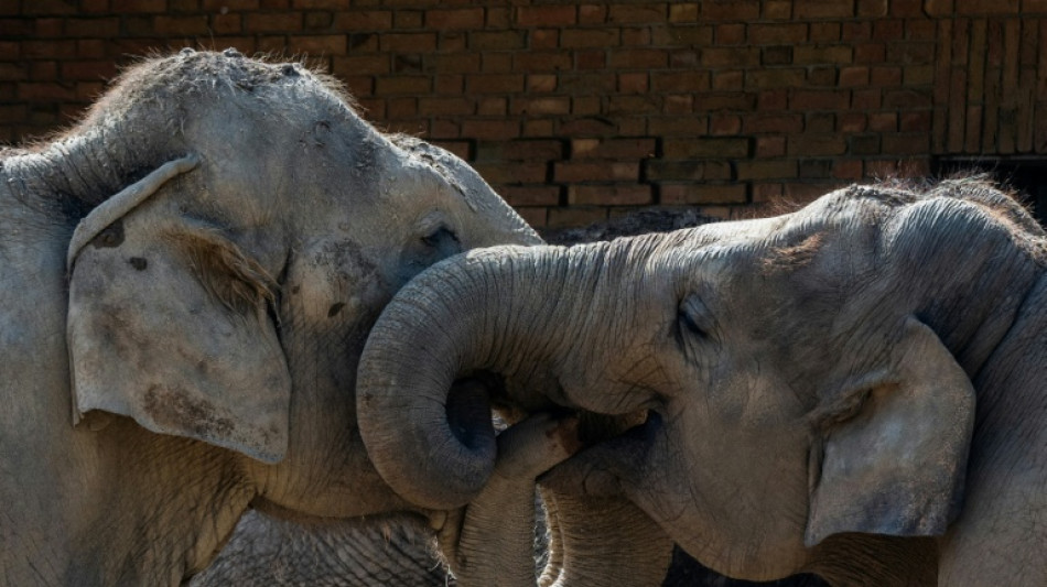 The secret to an elephant's grace? Whiskers