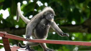 En Malaisie, passerelles a&eacute;riennes et mobilisation pour un singe menac&eacute;