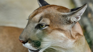 M&ouml;gliche Raubkatze nahe M&uuml;nchen: Suche nach Puma zun&auml;chst ergebnislos