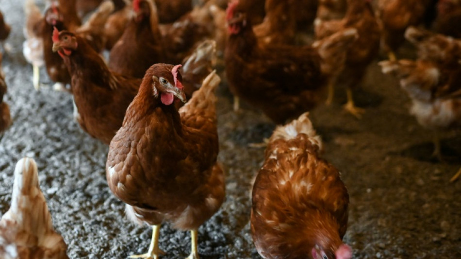 Quatre nouveaux cas humains de grippe aviaire confirm&eacute;s aux Etats-Unis
