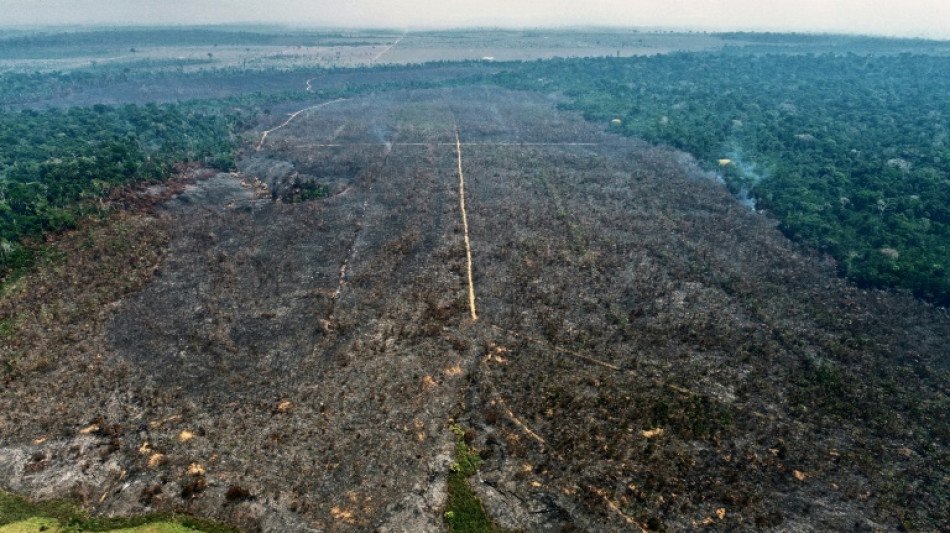 Inc&ecirc;ndio criminoso destr&oacute;i projeto de reflorestamento na Amaz&ocirc;nia