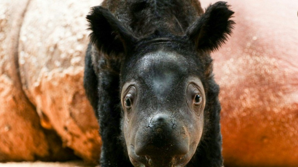 Sumatra-Nashorn bringt in Schutzgebiet in Indonesien Jungtier zur Welt