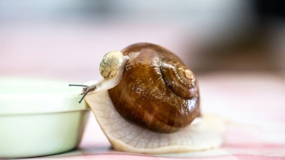 Au Japon, un &eacute;levage d'escargots de Bourgogne unique au monde