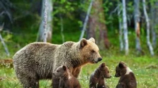 &Egrave; stata uccisa l'orsa Kj1