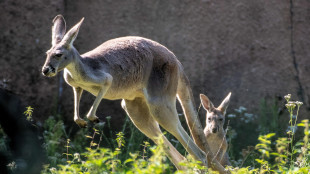I canguri giganti potevano saltare, anche se pesavano 250 chili