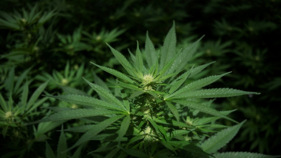 Bundesgerichtshof verbietet Werbung f&uuml;r Behandlung mit medizinischem Cannabis