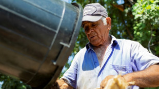 A Chypre, des cultivateurs de caroube r&eacute;coltent toujours leur "or noir"