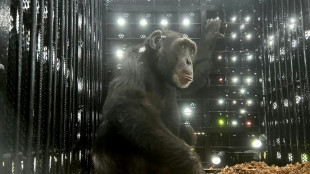 Yoko, el chimpancé solitario de Colombia que se reencuentra con su especie en Brasil