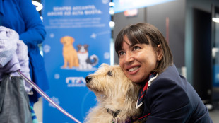 Ita Airways accoglie in cabina gli animali domestici di grossa taglia