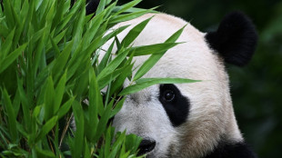 Des pandas de l'&eacute;tranger rentrent en Chine assurer la survie de l'esp&egrave;ce