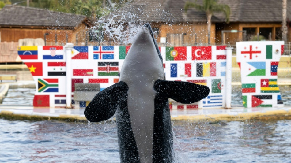 Un parque en España afirma cumplir las normas para acoger a las orcas de Francia