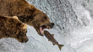El hijo de una campeona gana la Semana del Oso Gordo en Alaska